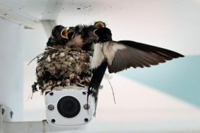 娱乐吃瓜009老燕子,揭秘老燕子背后的故事与传奇