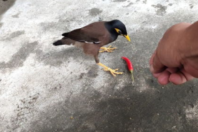 娱乐吃瓜小八哥是谁啊视频,网络红人的崛起之路