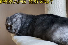 娱乐圈吃瓜猫,揭秘吃瓜猫背后的娱乐真相