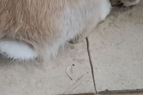 娱乐吃瓜小兔兔