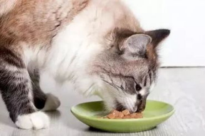 娱乐吃瓜猫咪视频大全免费观看,免费观看吃瓜视频大全