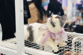 娱乐吃瓜酱宠物收养,泰迪“来福”的治愈之旅