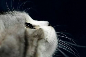 娱乐吃瓜君猫爷