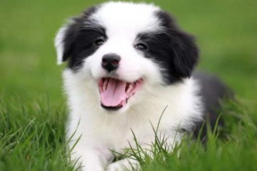 娱乐吃瓜酱边牧,娱乐吃瓜酱与边牧的欢乐日常