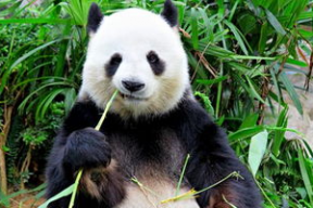 娱乐吃瓜大熊猫微博