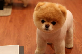 娱乐吃瓜酱精神抚慰犬,陪你度过欢乐时光