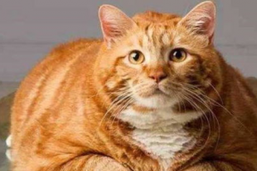 娱乐吃瓜酱橘猫,娱乐界的“喵星人”