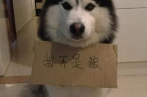 娱乐吃瓜酱哈士奇不拆家,娱乐吃瓜酱带你揭秘狗狗的神奇魅力